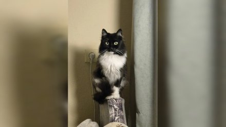 Сбежавшего из машины питерского кота Тяпу нашли спустя неделю под Воронежем