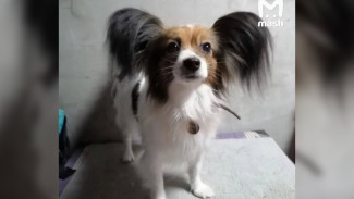 Повторение истории Твикса. Собака сбежала из поезда в Воронежской области