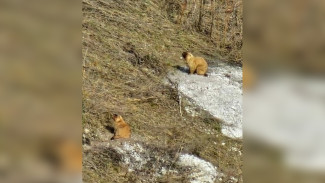 Байбаки вышли из зимней спячки в Воронежской области