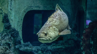 Океан чудес, море эмоций: 11 лет Воронежскому океанариуму