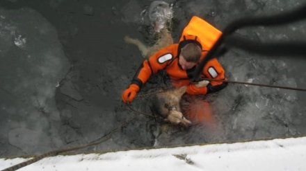 Пропавшую в Воронеже собаку спасли из полыньи в водохранилище