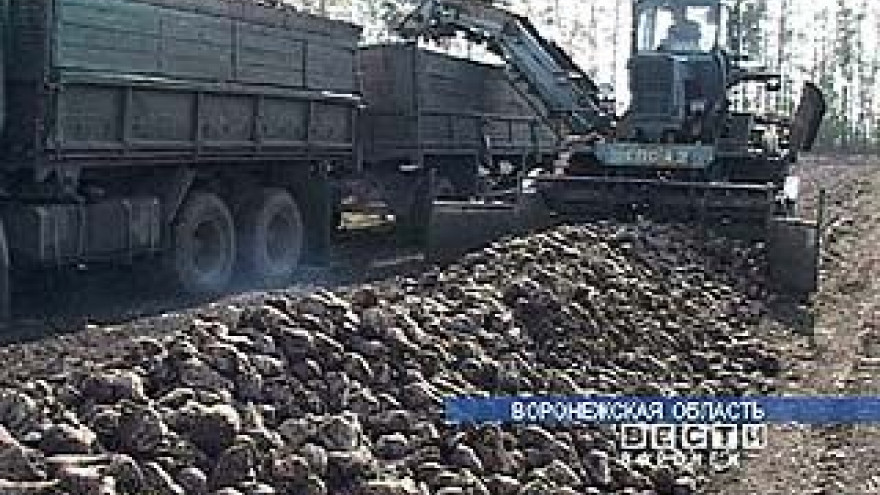 Более миллиона тонн свеклы собрано в Воронежской области