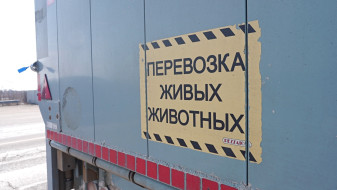 В Воронежской области усилили контроль за животными-нелегалами