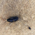 Жителей воронежского райцентра атаковали огромные чёрные тараканы