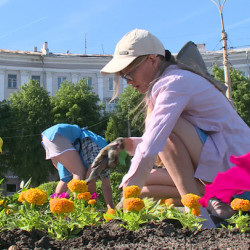 Модные многолетние растения вытеснят старомодные бархатцы из воронежских цветников