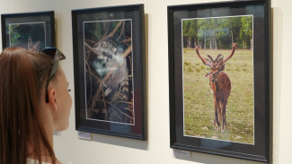 В Воронеже открылась выставка со снимками животных в естественной среде