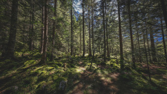 Под Воронежем «захватили» участок леса стоимостью в 50 миллионов 