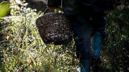 В Воронежской области 78-летняя пенсионерка выжила после двух ночей в лесу