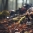 В Воронежской области грибник нашёл в лесу останки человека