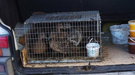 В Воронеже ловят и продают уток, которых горожане подкармливают на водохранилище