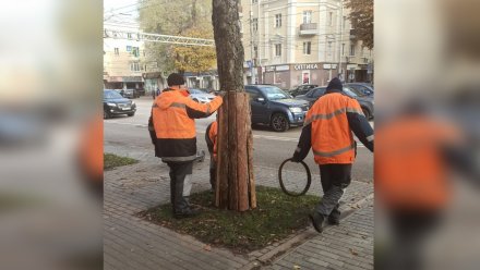 В Ленинском районе Воронежа деревья одели в «‎броню»‎