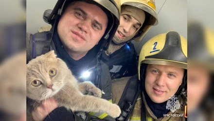 Трёх человек и кота спасли на пожаре в Воронеже