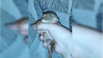 Выпавшего из гнезда в воронежском парке бельчонка отправили на лечение