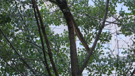 Спасатели сообщили о 8 поваленных мощным ветром деревьях в Воронеже