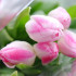 Тюльпаны подешевели перед 8 Марта в Воронеже