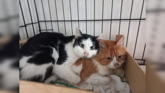 Воронежцам рассказали о самочувствии спасённых из жуткой квартиры истощённых котов