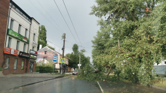 На улице Донбасской в Воронеже во время дождя рухнуло дерево