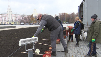 В Воронеже стартовала кампания по высадке тюльпанов