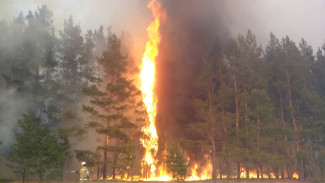 Лесные пожары в Воронежской области