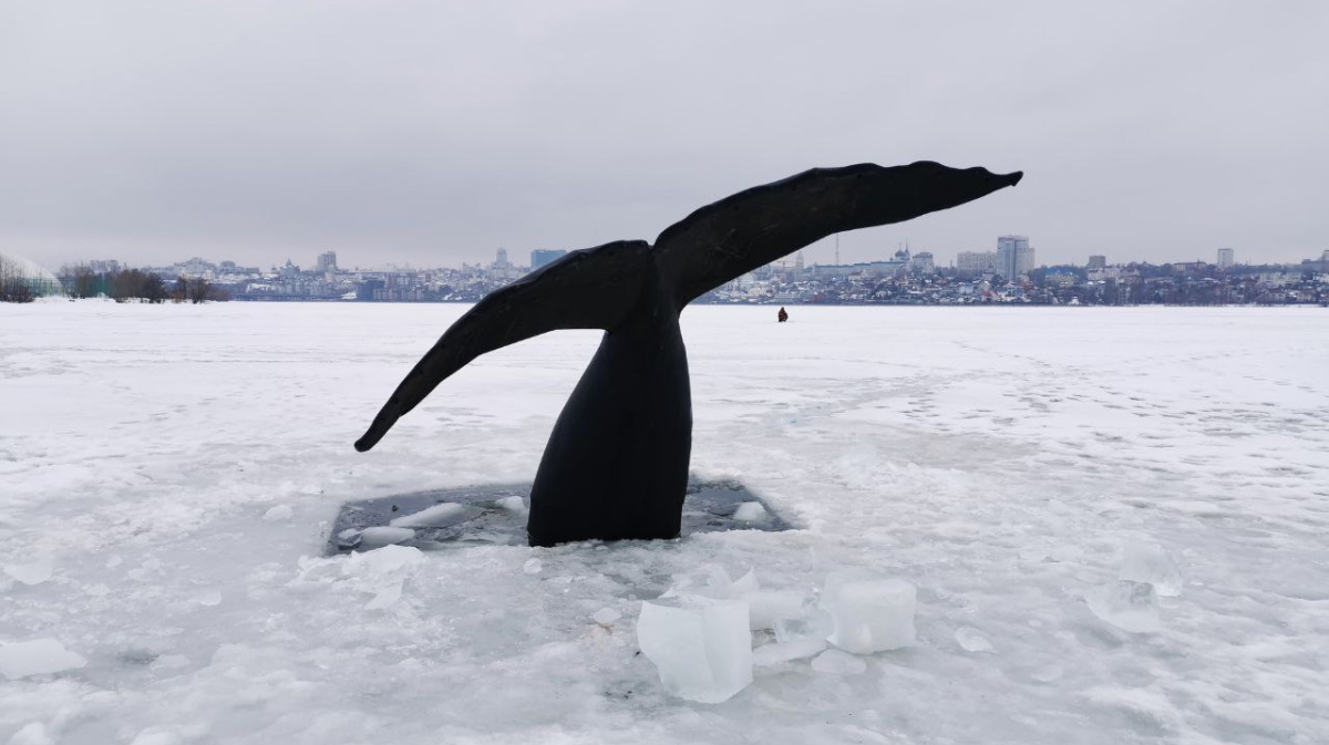 В Воронеже раскрыли загадку огромного хвоста кита в водохранилище – Новости  Воронежа и Воронежской области – Вести Воронеж