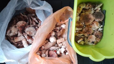 В Воронежской области начался грибной бум 