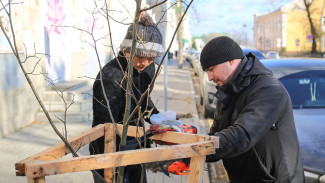 Для воронежских улиц подберут деревья более стойких к влиянию города пород