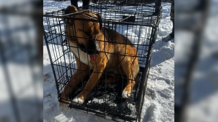 В Воронеже поймали укусившую девочку у мегашколы собаку