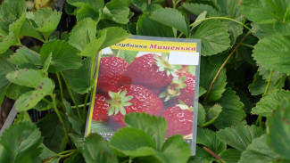 В Воронеже возле «Арены» продают саженцы клубники и черевишни