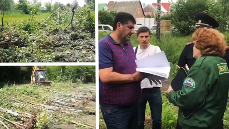 Воронежская прокуратура проверит законность вырубки деревьев в Репном