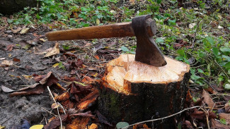 Число вырубленных в воронежском лесопарке деревьев выросло до 130