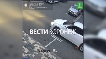 В воронежском ЖК автомобилист несколько раз переехал собаку