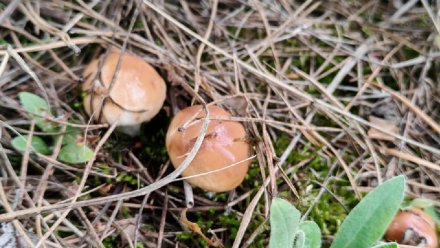 Миколог оценил возможность «грибного нашествия» в Воронежской области