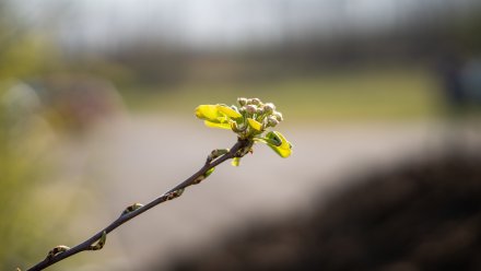 Прогноз погоды в Воронеже на 25.03.2026