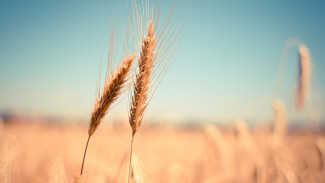 В Воронежской области поставили исторический рекорд по сбору зерна