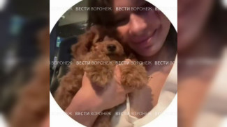 Собака выпускницы воронежского журфака умерла спустя неделю после автокатастрофы