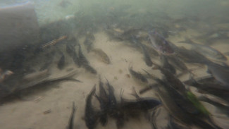 В воронежское водохранилище выпустили 100 тысяч мальков сазана и толстолобика