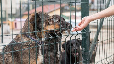 Воронежская компания достроит приют для бездомных животных на Левом берегу