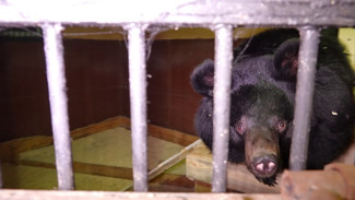 Гималайская медведица Пуша поселилась в Воронежском зоопарке