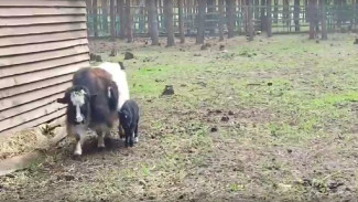 В воронежском зоопарке на свет появился детёныш яка