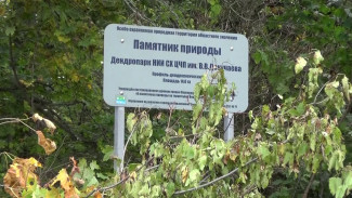 В уникальном дендропарке в Воронежской области спилят больше тысячи деревьев