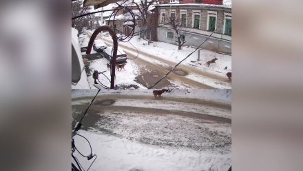 Нападением собак на ребёнка и девушку в Воронеже заинтересовался глава Следкома