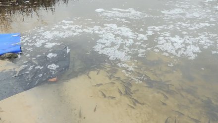 220 тысяч мальков толстолобика выпустят в три воронежские реки