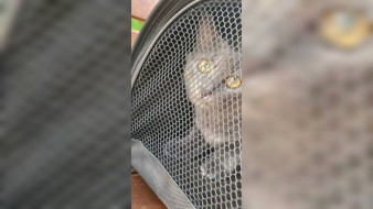 В Воронеже породистую кошку выбросили на помойку