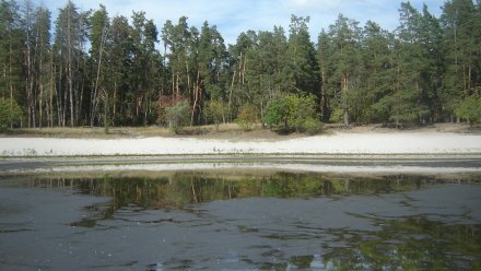 В Воронежском заповеднике из-за жаркого лета пересохло озеро