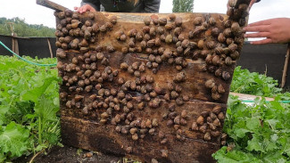 Под Воронежем появилась мини-ферма по разведению «ресторанных» моллюсков
