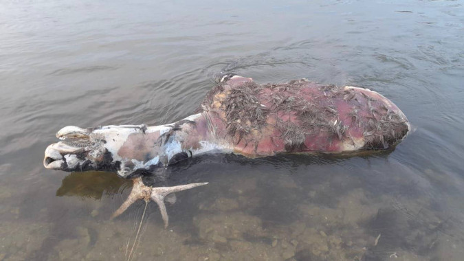 В реке Дон в Воронежской области обнаружили мёртвого лося 