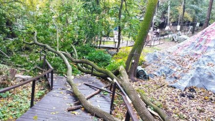 Мэрия Воронежа прокомментировала вырубку деревьев в Центральном парке