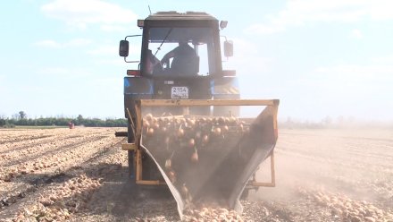 В Воронежской области ввели режим ЧС из-за засухи