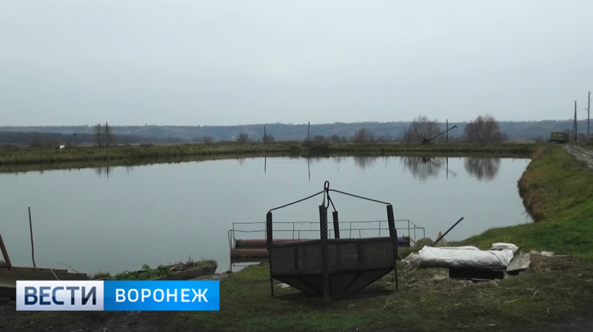 Чистые пруды воронеж гремячье. Пруды в Воронежской некольское. Директор рыбхоза Павловск Воронежская.