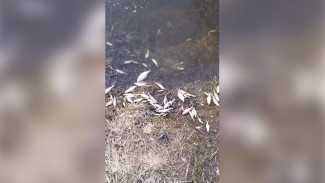 В Воронежской области в Битюге массово погибла рыба